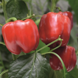 Papryka Chayka f1 1 tyś. nasion ZW ST